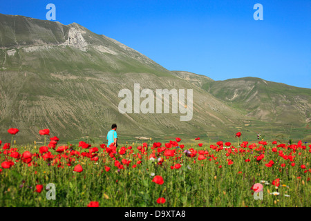 Italien, Umbrien, Perugia Bezirk Monti Sibillini Nationalpark, Castelluccio di Norcia, Blüte Stockfoto