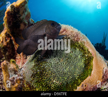 Threespot Riffbarsche, Stegastes Planifrons Schutz seinen Eiern im Korallenriff in der Nähe von Cancun Mexiko, Karibik Stockfoto