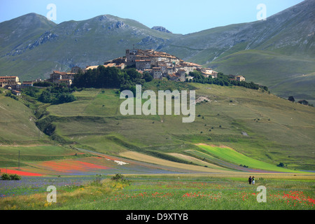 Italien, Umbrien, Perugia Bezirk Monti Sibillini Nationalpark, Castelluccio di Norcia, Blüte Stockfoto