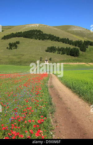 Italien, Umbrien, Perugia Bezirk Monti Sibillini Nationalpark, Castelluccio di Norcia, Blüte Stockfoto