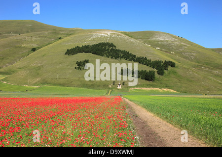 Italien, Umbrien, Perugia Bezirk Monti Sibillini Nationalpark, Castelluccio di Norcia, Blüte Stockfoto