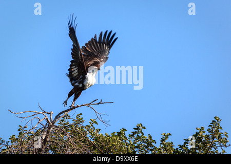 Afrikanischer Fisch-Adler, Haliaeetus Vocifer zieht in großartigem Beute in überfluteten Marschland im Okavango Delta, Chobe Nationalpark, Stockfoto