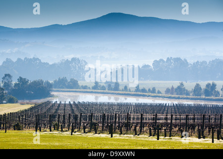 Weingut Domaine Chandon an einem kalten Wintermorgen im Yarra Valley, Victoria, Australien Stockfoto