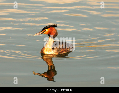 Haubentaucher auf See Stockfoto