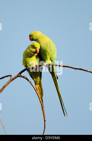 Ein paar der Ring-necked oder Rose necked Papageien auf einem Ast Stockfoto
