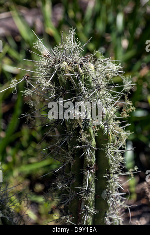 Zahnstocher Kaktus (Stetsonia Coryne) auf dem Display in den Kanapaha Gärten in Gainesville, Florida. Stockfoto