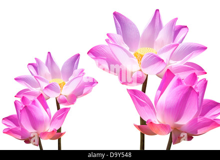 Lotusblume Knospen Lotus und Lotus Blume Pflanzen. Stockfoto