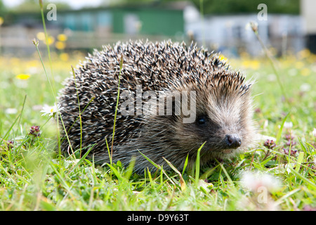 Wilden Igel (Erinaceus Europaeus) – zunehmend ungewöhnlicher Anblick – in einem englischen Garten. Zahlen sind in gravierenden Rückgang Stockfoto