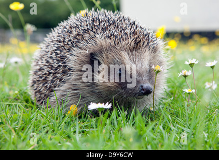 Wilden Igel (Erinaceus Europaeus) – zunehmend ungewöhnlicher Anblick – in einem englischen Garten. Zahlen sind in gravierenden Rückgang Stockfoto