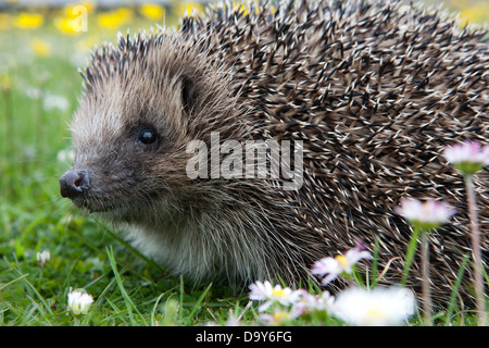 Wilden Igel (Erinaceus Europaeus) – zunehmend ungewöhnlicher Anblick – in einem englischen Garten. Zahlen sind in gravierenden Rückgang Stockfoto