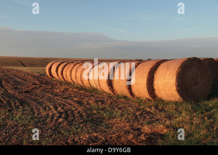 Eine Linie von gerollten Heuballen auf einem Gebiet im Norden Frankreichs. Stockfoto