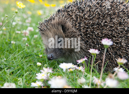 Wilden Igel (Erinaceus Europaeus) – zunehmend ungewöhnlicher Anblick – in einem englischen Garten. Zahlen sind in gravierenden Rückgang Stockfoto