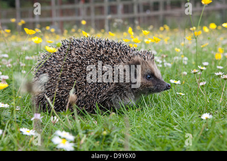 Wilden Igel (Erinaceus Europaeus) – zunehmend ungewöhnlicher Anblick – in einem englischen Garten. Zahlen sind in gravierenden Rückgang Stockfoto