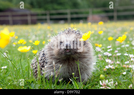 Wilden Igel (Erinaceus Europaeus) – zunehmend ungewöhnlicher Anblick – in einem englischen Garten. Zahlen sind in gravierenden Rückgang Stockfoto