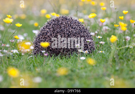 Wilden Igel (Erinaceus Europaeus) – zunehmend ungewöhnlicher Anblick – in einem englischen Garten. Zahlen sind in gravierenden Rückgang Stockfoto