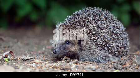 Wilden Igel (Erinaceus Europaeus) – zunehmend ungewöhnlicher Anblick – in einem englischen Garten. Zahlen sind in gravierenden Rückgang Stockfoto