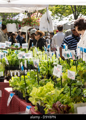 Frischen Grüns für Verkauf, Union Square Greenmarket, NYC Stockfoto