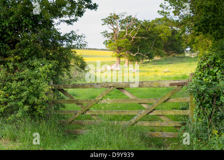 Alten Bauernhof Tor zum Weiden Weide, Norfolk, England, Juni Stockfoto