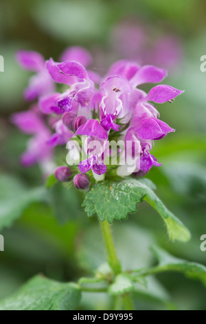 Lamium Maculatum. Spotted Taubnessel / bunt Taubnessel Stockfoto