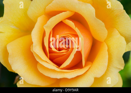 Rosa. Rose Amber Queen Harroony Blume. Bush-Rose Stockfoto