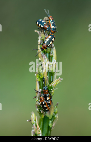 Gemeinsamen Spargel Käfer, Crioceris Asparagi, Befall von adulten Käfer an Spitze der essbaren Spargel, Norfolk, England, Juni Stockfoto