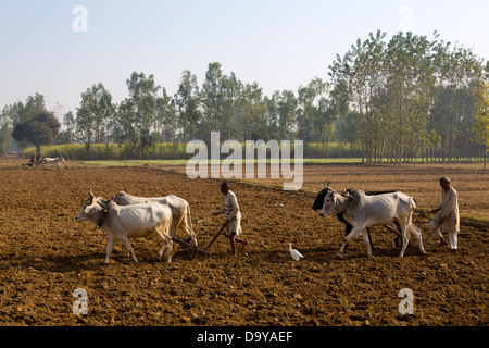 Indien, Uttar Pradesh, Aligarh zwei Männer mit Ochsen pflügen Stockfoto