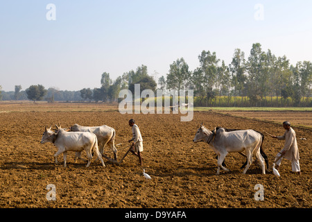 Indien, Uttar Pradesh, Aligarh zwei Männer mit Ochsen pflügen Stockfoto