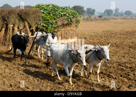 Indien, Uttar Pradesh, Aligarh zwei Männer mit Ochsen pflügen Stockfoto