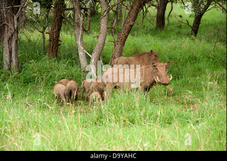 Familie der Warzenschweine lange Gras in Thanda Wildreservat, Südafrika. Stockfoto