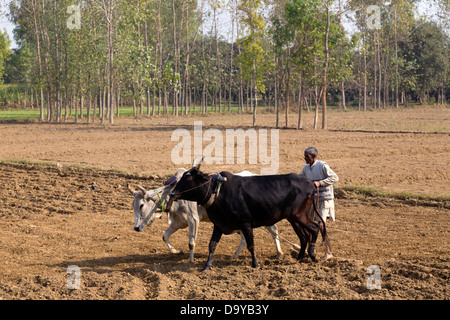 Indien, Uttar Pradesh, Aligarh, Mann mit zwei Ochsen pflügen Feld Stockfoto