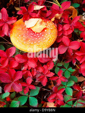 USA Alaska Matanuska Valley Fly Agaric Amanita Muscaria Fliegenpilz Märchen wachsen unter Herbst Blätter Bunchberry Cornus Stockfoto