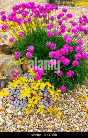 Sparsamkeit und beissen Mauerpfeffer in Coastal Garten gepflanzt. Stockfoto