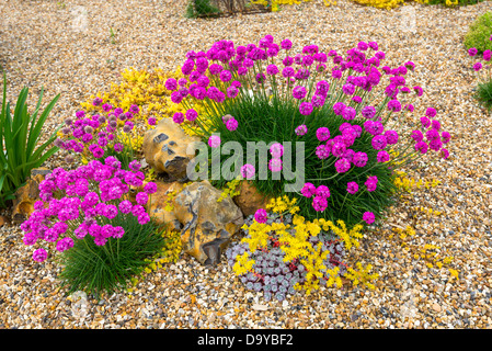 Sparsamkeit und beissen Mauerpfeffer in Coastal Garten gepflanzt. Stockfoto