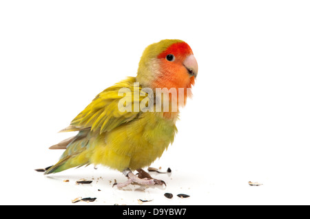 Agapornis Essen Rohre auf weißem Hintergrund Stockfoto