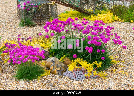 Sparsamkeit und beissen Mauerpfeffer in Coastal Garten gepflanzt. Stockfoto