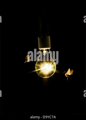 Glühbirne mit Motten Stockfoto
