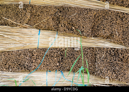 Phragmites, Norfolk Reed, gebündelt und gestapelt bereit für den Transport, Norfolk, England. Stockfoto