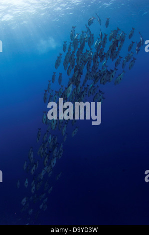Schule der Zweipunkt-Schnapper (Lutjanus Bohar) schwimmen nach unten, Vaavu Atoll, Malediven Stockfoto