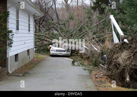 Auto zerquetscht durch einen Baum gefällt durch Hurrikan Sandy Stockfoto