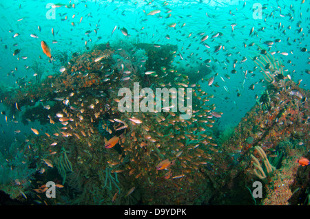 Ein versunkenes Schiff bietet eine tolle Wrack Tauchen Gelegenheit und zeigt eine Vielzahl von Meeresbewohnern, Brunei Darussalam, Borneo Stockfoto