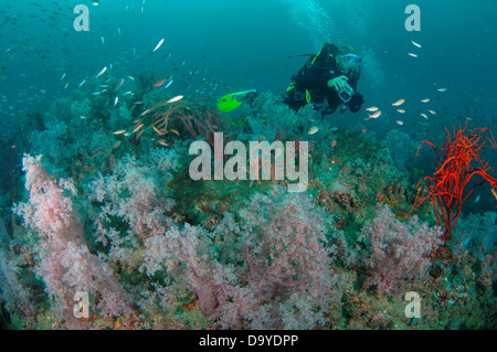 Ein versunkenes Schiff bietet eine tolle Wrack Tauchen Gelegenheit und zeigt eine Vielzahl von Meeresbewohnern, Brunei Darussalam, Borneo Stockfoto