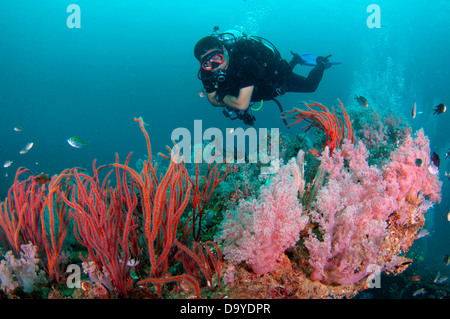 Ein versunkenes Schiff bietet eine tolle Wrack Tauchen Gelegenheit und zeigt eine Vielzahl von Meeresbewohnern, Brunei Darussalam, Borneo Stockfoto