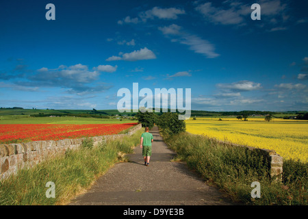 Mohn und Öl Samen Feld bei Inveresk in der Nähe von Musselburgh, East Lothian Stockfoto