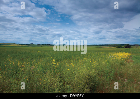 North Berwick Gesetz von Tyninghame Links, East Lothian Stockfoto