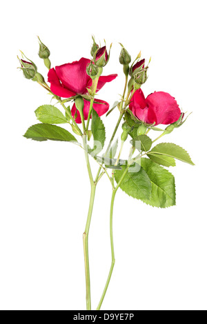 Paar Blumen der Kletterrose isoliert auf weißem Hintergrund Stockfoto