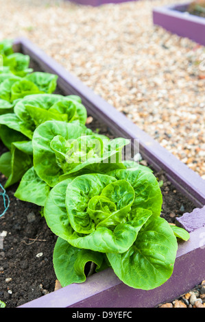 Salat Pflanzen, 'Little Gem', bunt bemalte Hochbeet, Norfolk, England, Juni. Stockfoto