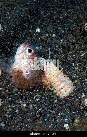 Bobbit Wurm, Eunice Sp., gefangen Fisch in Kiefer, Lembeh Strait, Sulawesi, Indonesien Stockfoto