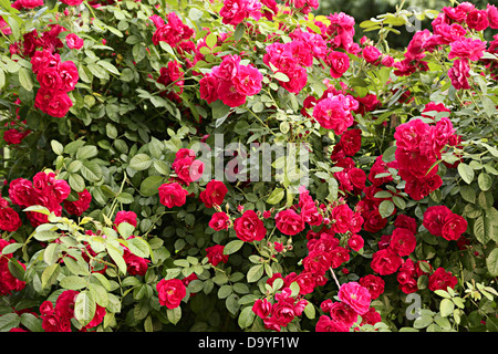 Große Strauchrose rot Klettern Stockfoto