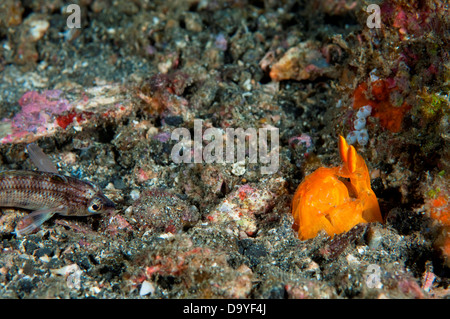 Durchbohren Fangschreckenkrebse, Lysiosquilloides Sp., versteckt im Fuchsbau beobachten Fisch, Lembeh Strait, Sulawesi, Indonesien Stockfoto