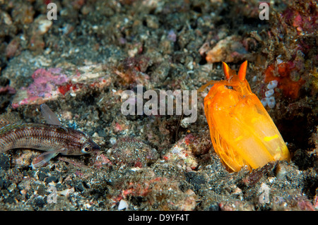 Durchbohren Fangschreckenkrebse, Lysiosquilloides Sp., aus der Höhle Jagd Fisch, Lembeh Strait, Sulawesi, Indonesien Stockfoto